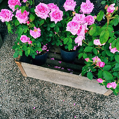 Image showing Pots with beautiful pink roses