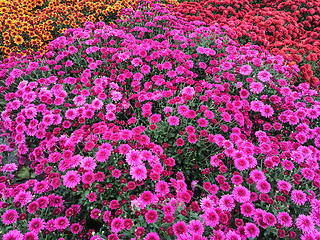 Image showing Vibrant purple chrysanthemums