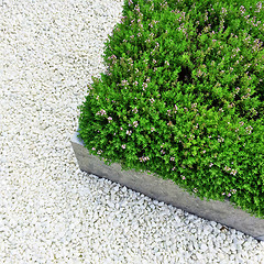 Image showing Blooming plants on white stone background