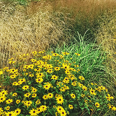 Image showing Rudbeckia flowers blooming in the summer garden