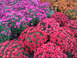 Image showing Beautiful red and purple chrysanthemums