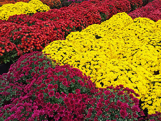 Image showing Yellow, red and purple chrysanthemums