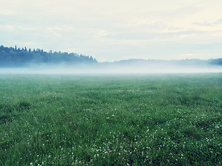 Image showing Dreamy green meadow with wild clover