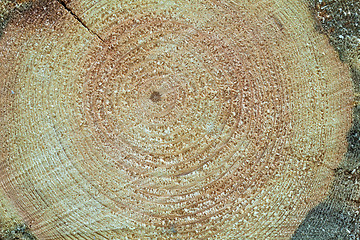 Image showing Cross section of tree stump