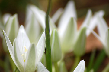 Image showing Spring Flowers