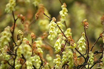 Image showing Spring Flowers