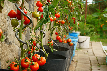 Image showing tomatoes plants with produce 