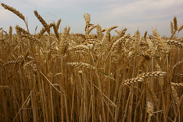 Image showing golden corn field