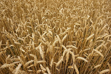 Image showing golden corn field