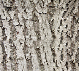 Image showing Peel tree background