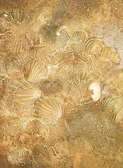 Image showing Shell sediment abstract background