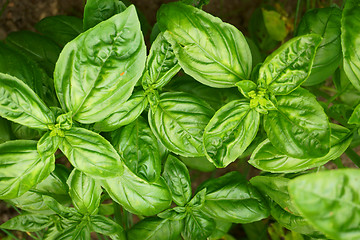 Image showing sweet green basil leaves texture