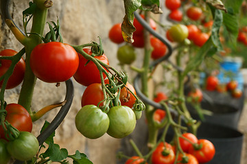 Image showing tomatoes plants with produce 