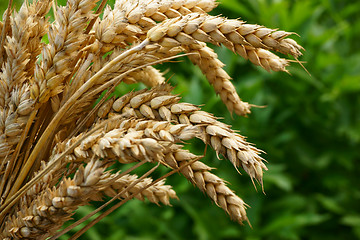 Image showing golden corn wheat