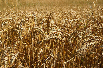 Image showing golden corn field