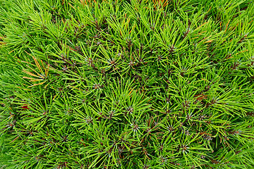 Image showing coniferous green texture