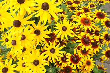 Image showing yellow echinacea flowers