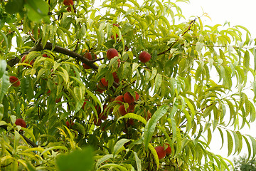 Image showing peach tree with fruits