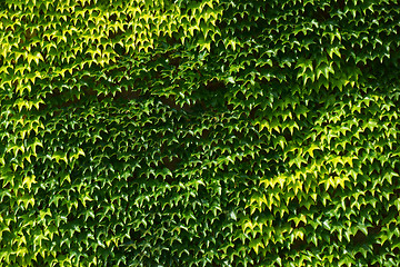 Image showing boston ivy plant background