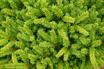 Image showing coniferous green texture