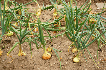 Image showing onion field from small czech farm