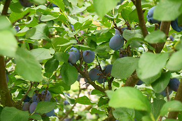 Image showing plum tree with fruits