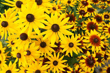 Image showing yellow echinacea flowers