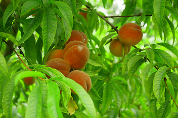 Image showing peach tree with fruits