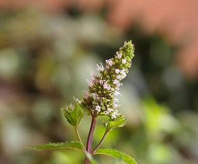 Image showing Peppermint (Mentha piperita) plant