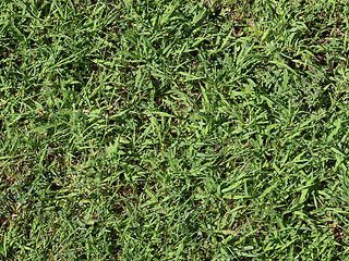 Image showing Green grass meadow background