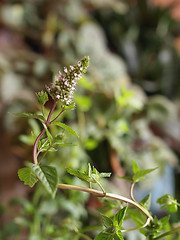 Image showing Peppermint (Mentha piperita) plant