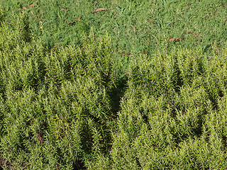 Image showing Rosemary (Rosmarinus) plant