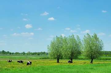 Image showing Summer Landscape