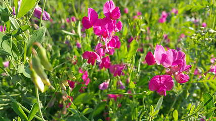 Image showing Sweet peas flower growing wild