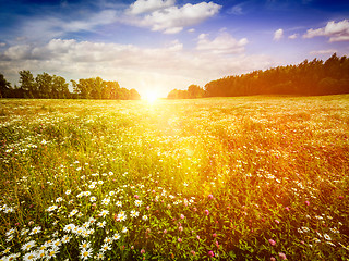 Image showing Summer blooming meadow field