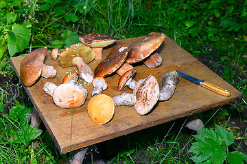 Image showing  Wild mushroom on the table