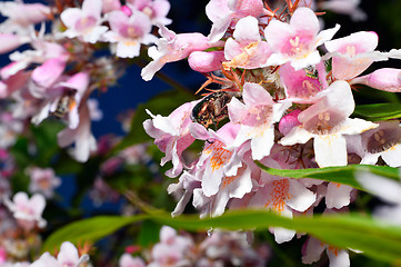 Image showing  Spring blossom background