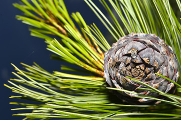 Image showing Pine branch on a branch close-up coniferous tree