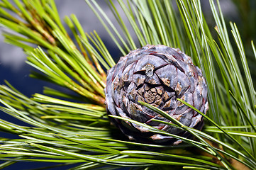 Image showing Pine branch on a branch close-up coniferous tree