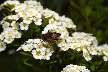 Image showing Fly sitting on a flowering shrub tree closeup