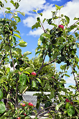 Image showing Ripe red apples ripened on the tree in the garden