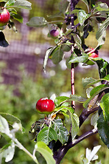 Image showing Ripe red apples ripened on the tree in the garden