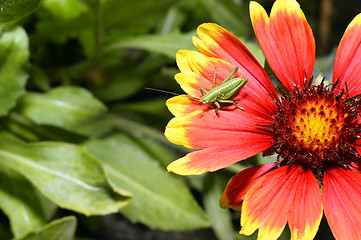 Image showing Red Helenium flower close-up with a grasshopper sitting on it