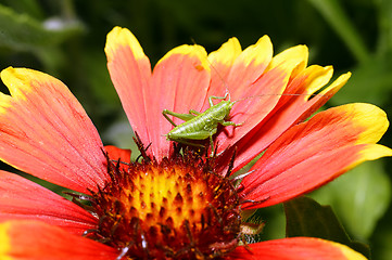 Image showing Red Helenium flower close-up with a grasshopper sitting on it