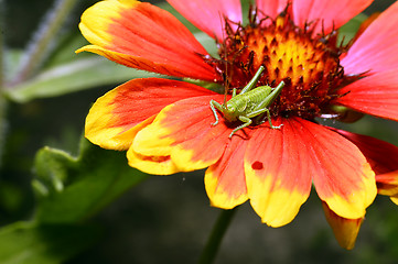 Image showing Red Helenium flower close-up with a grasshopper sitting on it