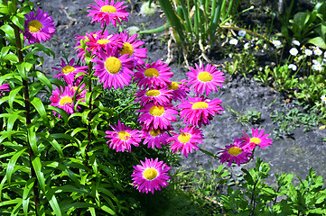 Image showing Flowers decorative pink daisies in the garden