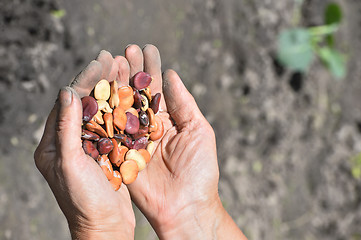 Image showing Beans beans in a female hands on a background of garden beds