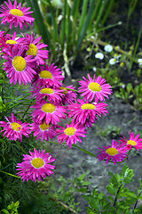 Image showing Flowers decorative pink daisies in the garden