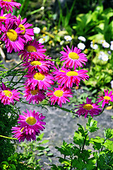 Image showing Flowers decorative pink daisies in the garden