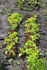 Image showing Green salad growing in the garden beds in summer